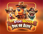 The Dog House - Dog or Alive